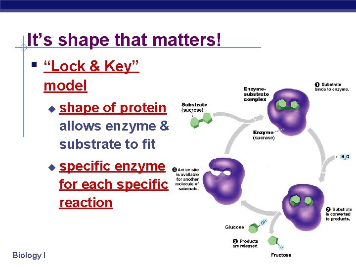 It’s shape that matters! § “Lock & Key” model u u Biology I shape