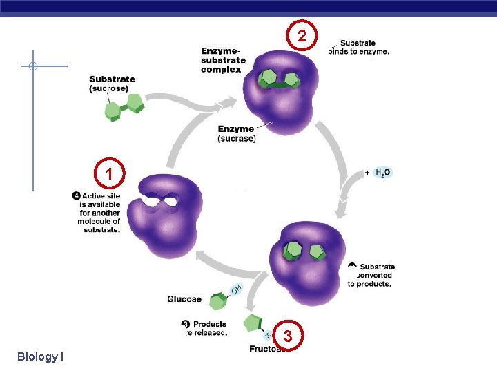 2 1 3 Biology I 