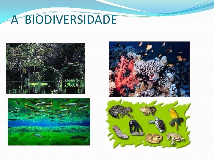 A BIODIVERSIDADE 