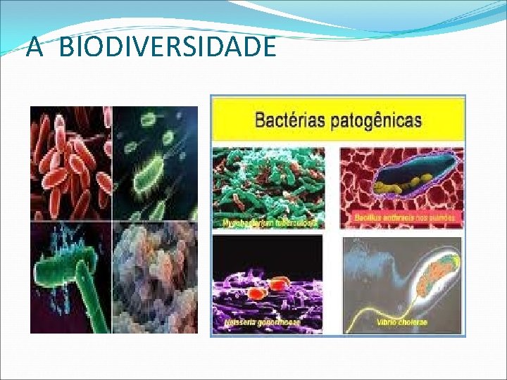 A BIODIVERSIDADE 