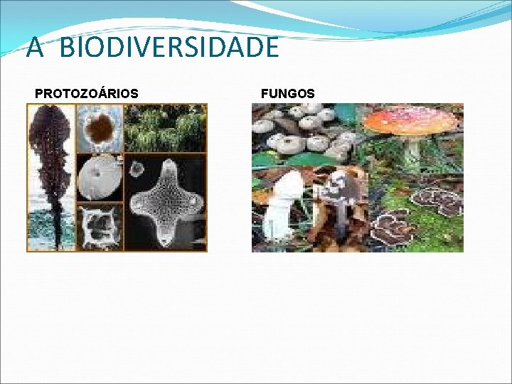 A BIODIVERSIDADE PROTOZOÁRIOS FUNGOS 