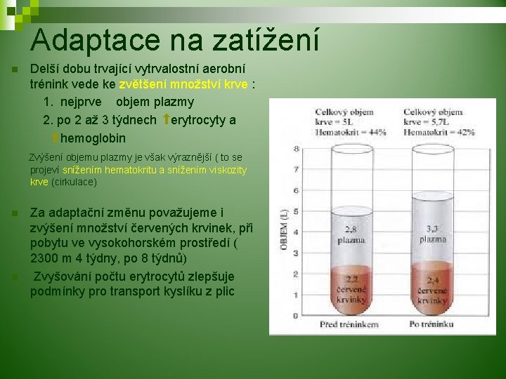 Adaptace na zatížení Delší dobu trvající vytrvalostní aerobní trénink vede ke zvětšení množství krve