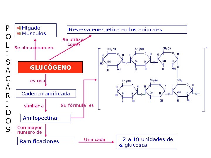 P O L I S A C Á R I D O S Hígado