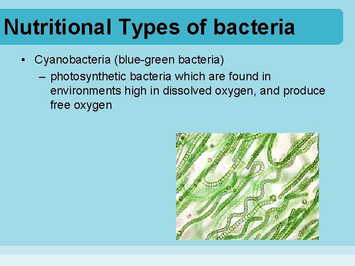 Nutritional Types of bacteria • Cyanobacteria (blue-green bacteria) – photosynthetic bacteria which are found