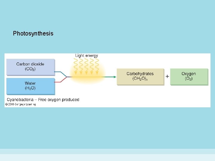 Photosynthesis 