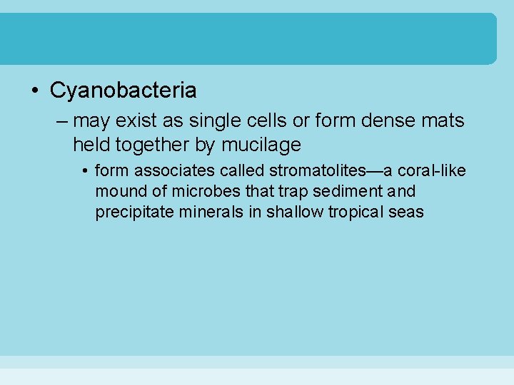  • Cyanobacteria – may exist as single cells or form dense mats held