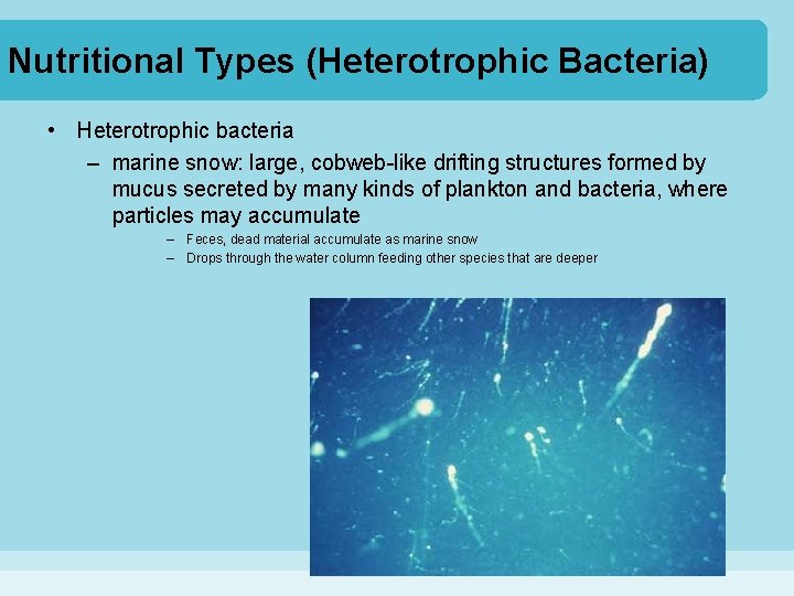 Nutritional Types (Heterotrophic Bacteria) • Heterotrophic bacteria – marine snow: large, cobweb-like drifting structures