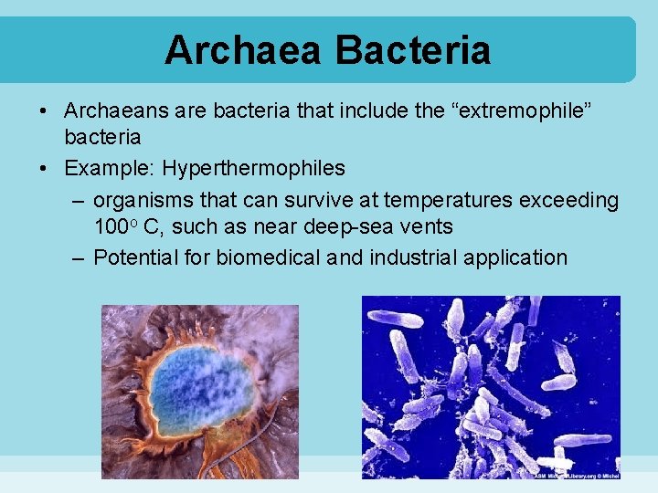 Archaea Bacteria • Archaeans are bacteria that include the “extremophile” bacteria • Example: Hyperthermophiles