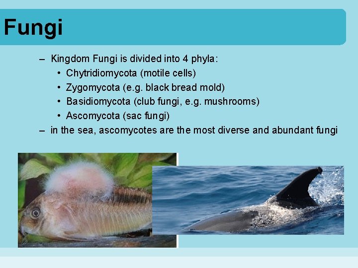 Fungi – Kingdom Fungi is divided into 4 phyla: • Chytridiomycota (motile cells) •