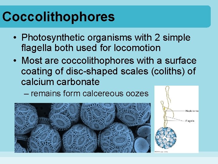 Coccolithophores • Photosynthetic organisms with 2 simple flagella both used for locomotion • Most