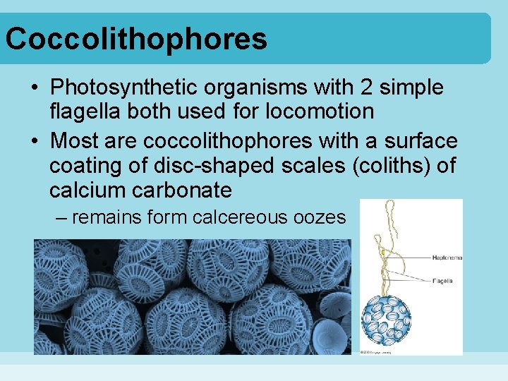 Coccolithophores • Photosynthetic organisms with 2 simple flagella both used for locomotion • Most