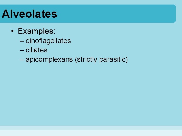 Alveolates • Examples: – dinoflagellates – ciliates – apicomplexans (strictly parasitic) 