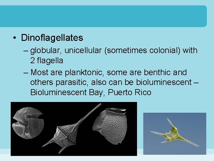  • Dinoflagellates – globular, unicellular (sometimes colonial) with 2 flagella – Most are
