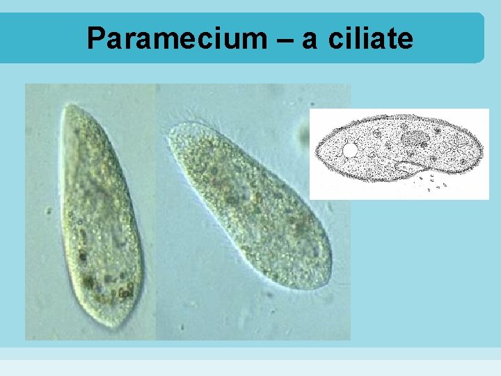 Paramecium – a ciliate 