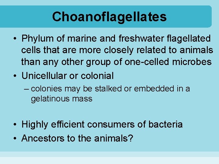 Choanoflagellates • Phylum of marine and freshwater flagellated cells that are more closely related