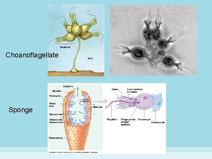 Choanoflagellate Sponge 