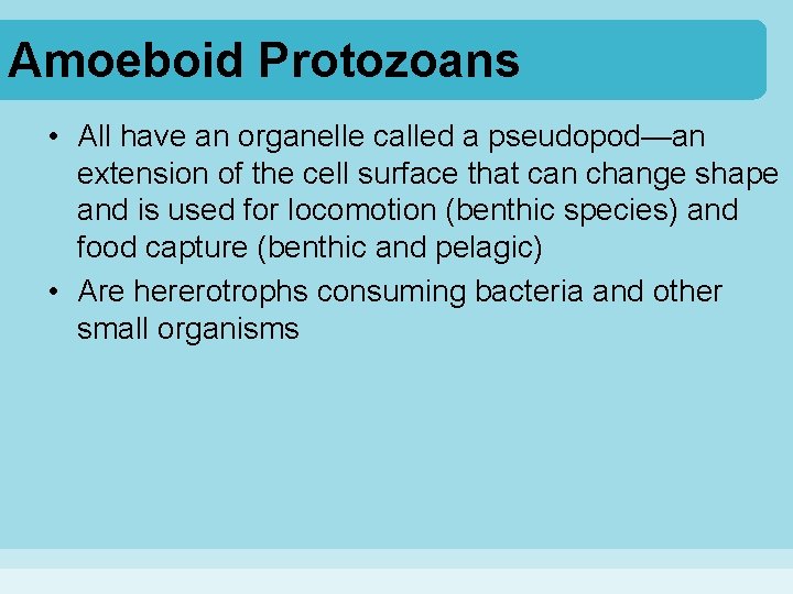 Amoeboid Protozoans • All have an organelle called a pseudopod—an extension of the cell