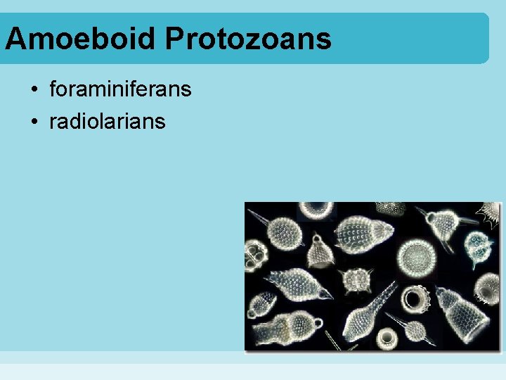 Amoeboid Protozoans • foraminiferans • radiolarians 