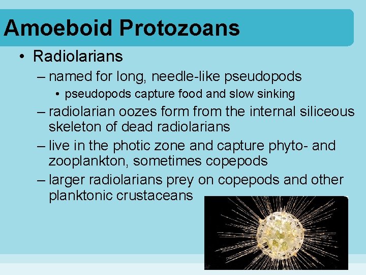 Amoeboid Protozoans • Radiolarians – named for long, needle-like pseudopods • pseudopods capture food
