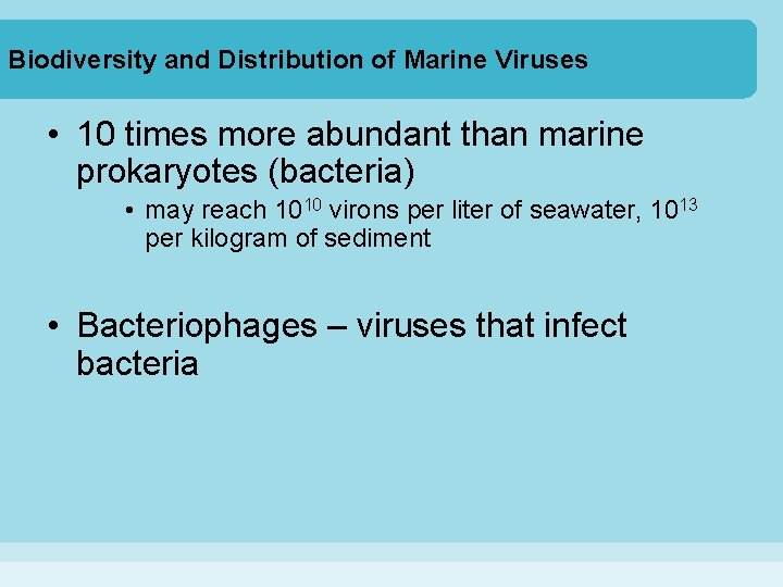 Biodiversity and Distribution of Marine Viruses • 10 times more abundant than marine prokaryotes