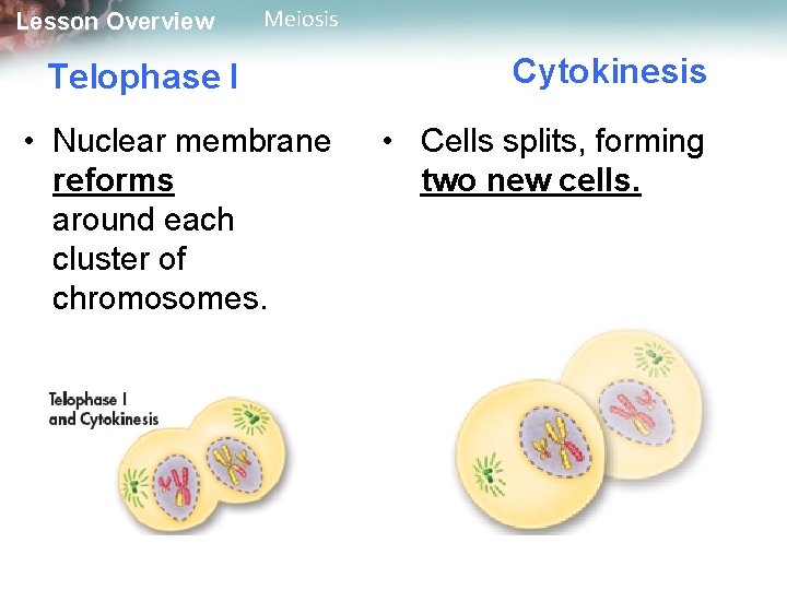 Lesson Overview Meiosis Telophase I • Nuclear membrane reforms around each cluster of chromosomes.