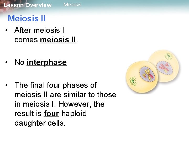 Lesson Overview Meiosis II • After meiosis I comes meiosis II. • No interphase