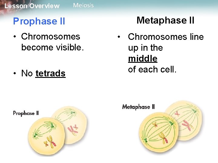 Lesson Overview Meiosis Prophase II • Chromosomes become visible. • No tetrads Metaphase II