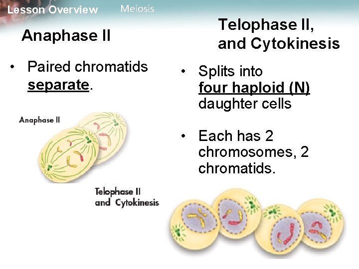 Lesson Overview Meiosis Anaphase II • Paired chromatids separate. Telophase II, and Cytokinesis •