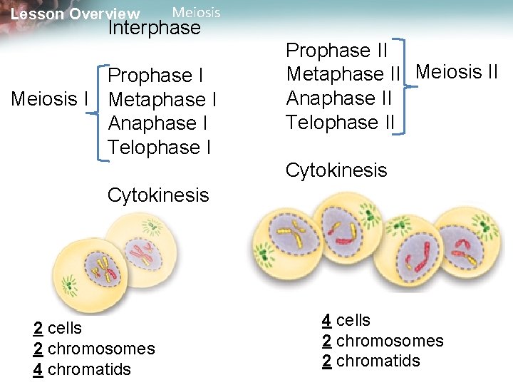 Lesson Overview Meiosis Interphase Prophase I Meiosis I Metaphase I Anaphase I Telophase I