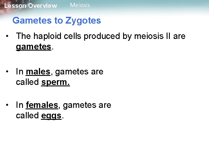 Lesson Overview Meiosis Gametes to Zygotes • The haploid cells produced by meiosis II