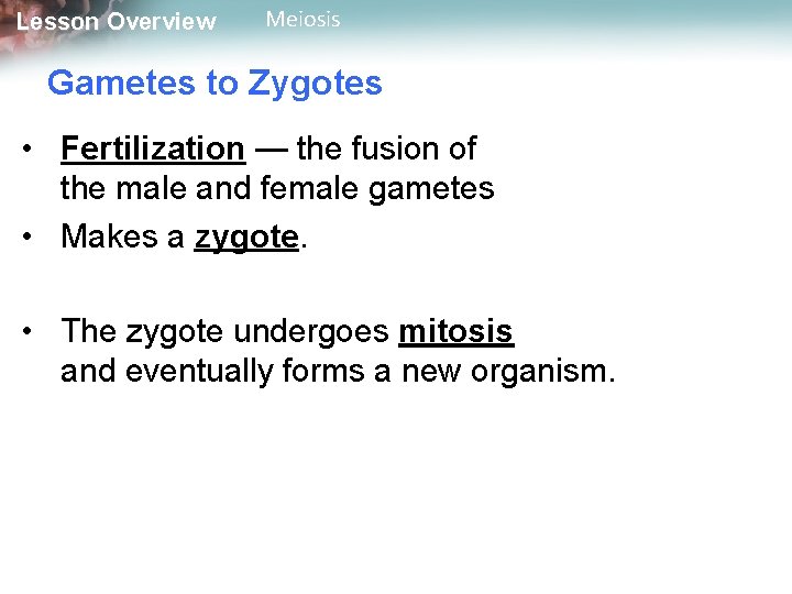 Lesson Overview Meiosis Gametes to Zygotes • Fertilization — the fusion of the male