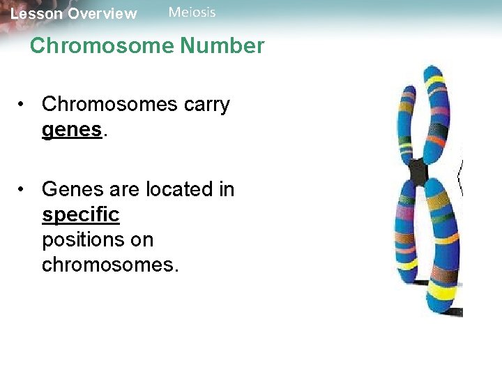 Lesson Overview Meiosis Chromosome Number • Chromosomes carry genes. • Genes are located in