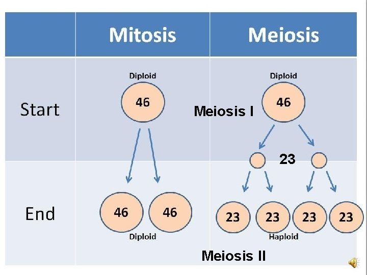 Lesson Overview Meiosis I 23 Meiosis II 