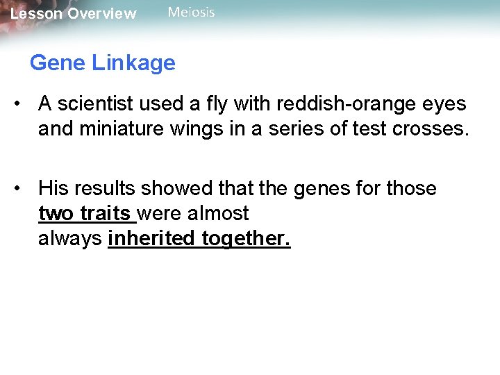 Lesson Overview Meiosis Gene Linkage • A scientist used a fly with reddish-orange eyes