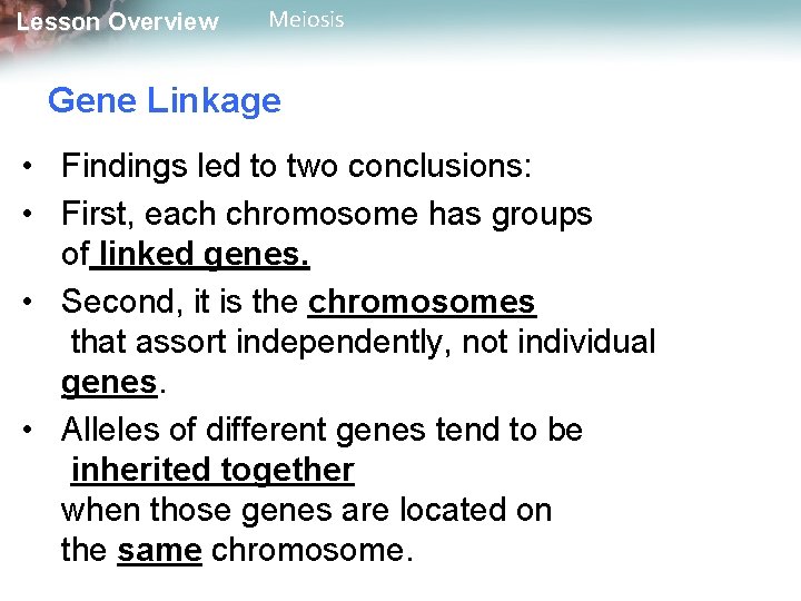 Lesson Overview Meiosis Gene Linkage • Findings led to two conclusions: • First, each