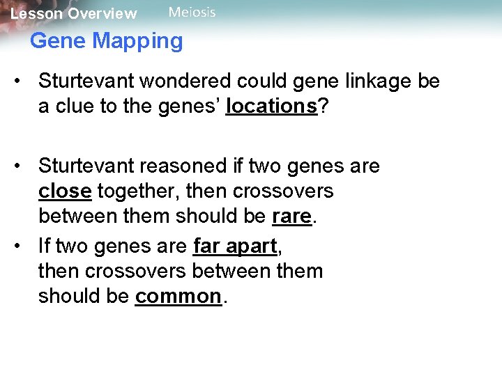 Lesson Overview Meiosis Gene Mapping • Sturtevant wondered could gene linkage be a clue