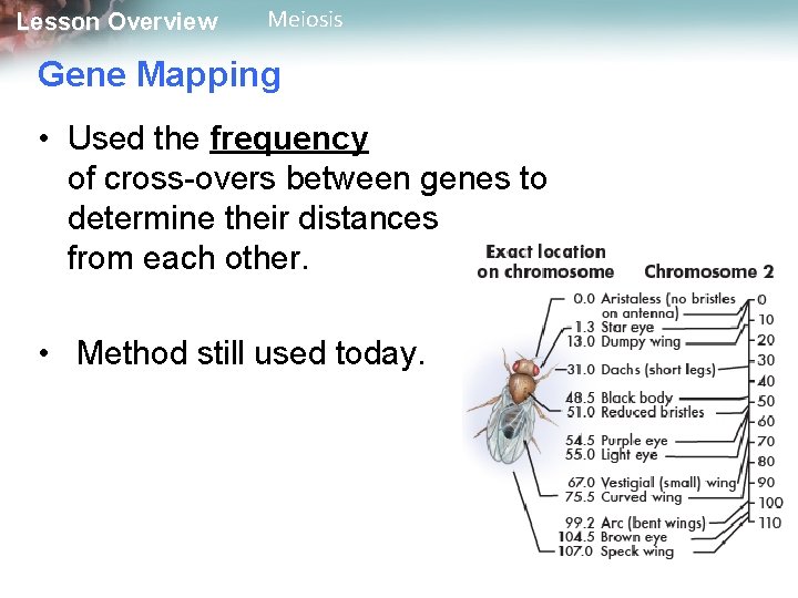 Lesson Overview Meiosis Gene Mapping • Used the frequency of cross-overs between genes to