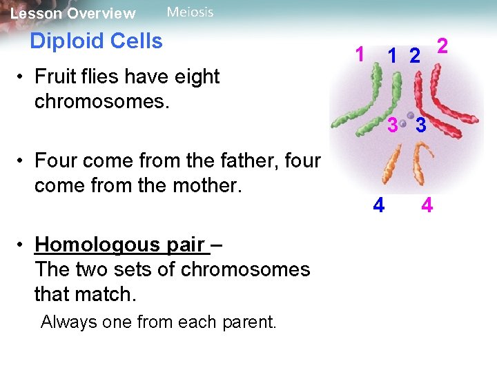 Lesson Overview Meiosis Diploid Cells • Fruit flies have eight chromosomes. 1 2 2