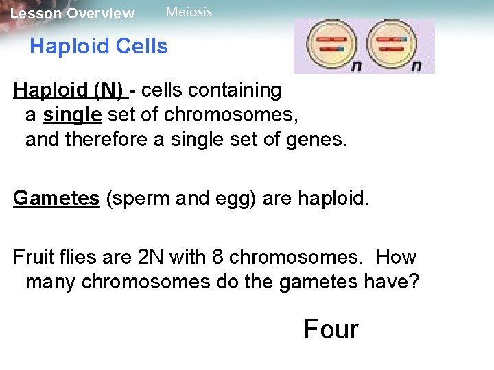 Lesson Overview Meiosis Haploid Cells Haploid (N) - cells containing a single set of