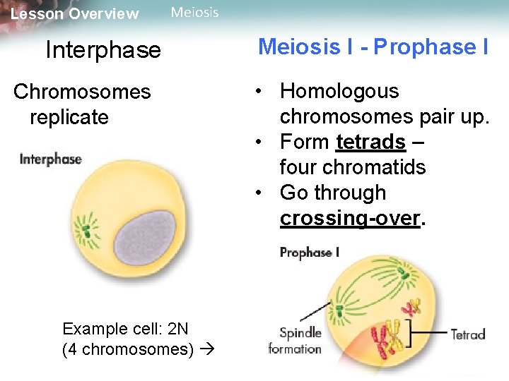 Lesson Overview Meiosis Interphase Meiosis I - Prophase I Chromosomes replicate • Homologous chromosomes