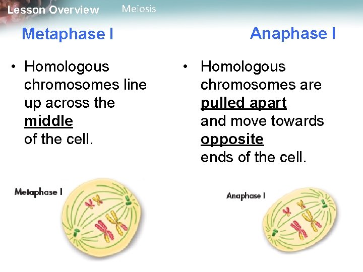 Lesson Overview Meiosis Metaphase I • Homologous chromosomes line up across the middle of