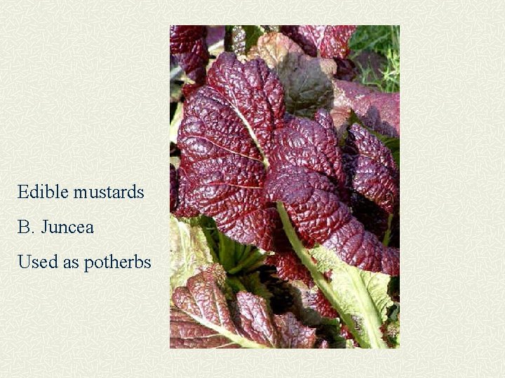 Edible mustards B. Juncea Used as potherbs 