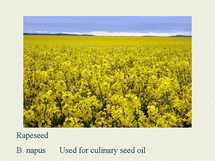 Rapeseed B. napus Used for culinary seed oil 