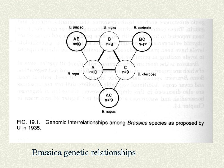 Brassica genetic relationships 