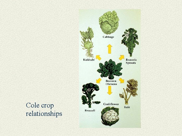 Cole crop relationships 