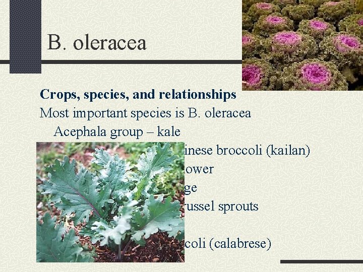 B. oleracea Crops, species, and relationships Most important species is B. oleracea Acephala group