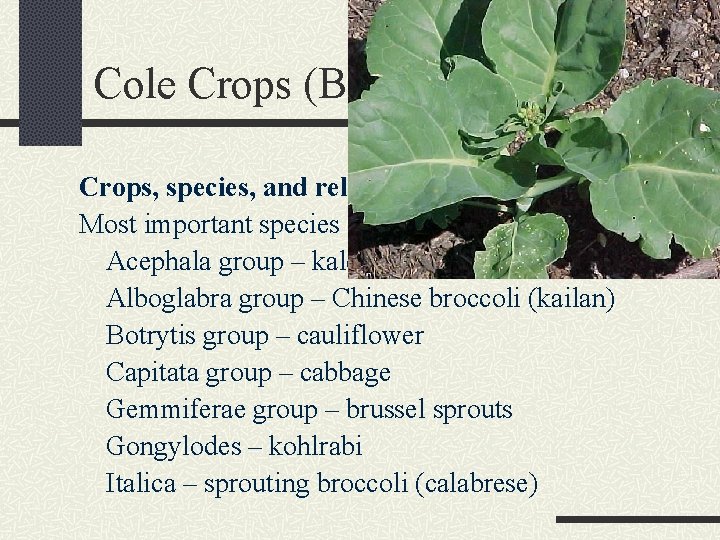 Cole Crops (B. oleracea) Crops, species, and relationships Most important species is B. oleracea