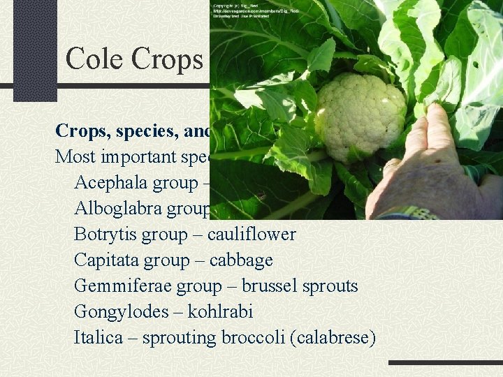 Cole Crops (B. oleracea) Crops, species, and relationships Most important species is B. oleracea