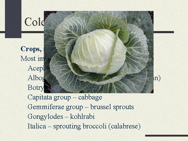 Cole Crops (B. oleracea) Crops, species, and relationships Most important species is B. oleracea