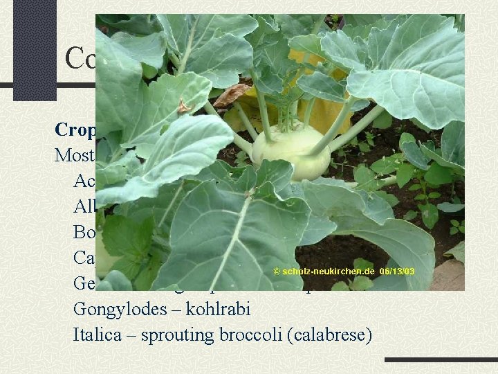 Cole Crops (B. oleracea) Crops, species, and relationships Most important species is B. oleracea